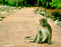 monkey